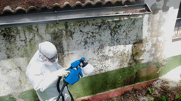 Trusted Attic Mold Removal service in West Linn, OR - Cheap Mold Removal